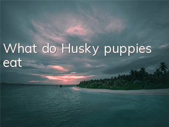 What do Husky puppies eat?