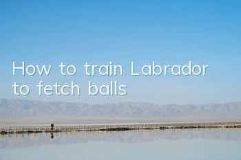 How to train Labrador to fetch balls