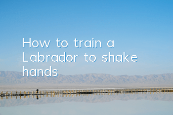 How to train a Labrador to shake hands