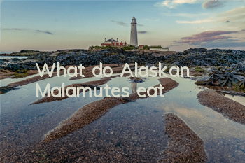What do Alaskan Malamutes eat?