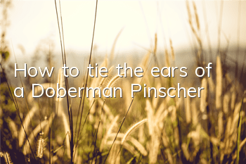How to tie the ears of a Doberman Pinscher