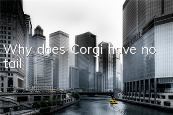 Why does Corgi have no tail?