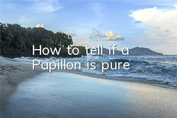 How to tell if a Papillon is pure?