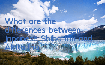 What are the differences between Japanese Shiba Inu and Akita Inu?