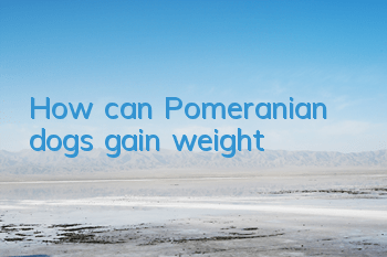 How can Pomeranian dogs gain weight?