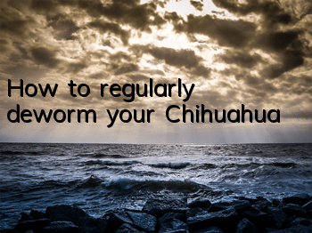 THow to regularly deworm your Chihuahua