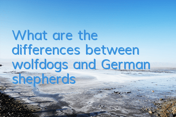 What are the differences between wolfdogs and German shepherds?