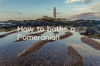 How to bathe a Pomeranian