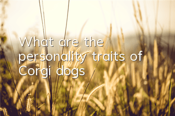 What are the personality traits of Corgi dogs?