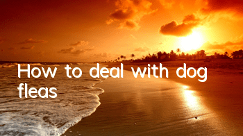 How to deal with dog fleas