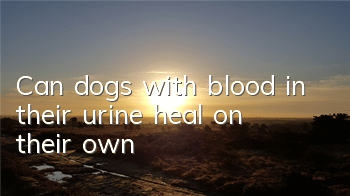 Can dogs with blood in their urine heal on their own?