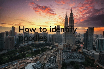 How to identify poodles