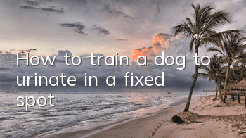 How to train a dog to urinate in a fixed spot