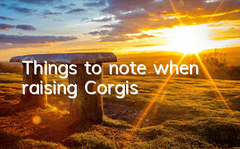 Things to note when raising Corgis