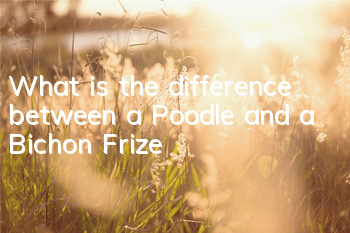 What is the difference between a Poodle and a Bichon Frize?