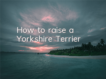 How to raise a Yorkshire Terrier
