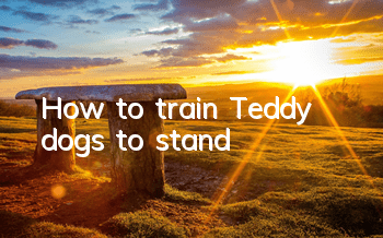 How to train Teddy dogs to stand