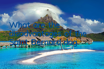 What are the disadvantages of the Saint Bernard dog?