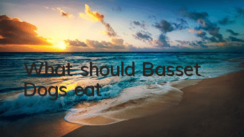 What should Basset Dogs eat?