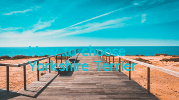 How to choose Yorkshire Terrier