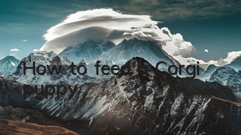 How to feed a Corgi puppy