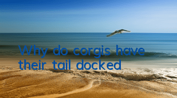 Why do corgis have their tail docked?