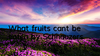 What fruits can’t be eaten by Schnauzers?