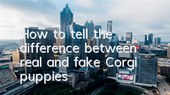 How to tell the difference between real and fake Corgi puppies