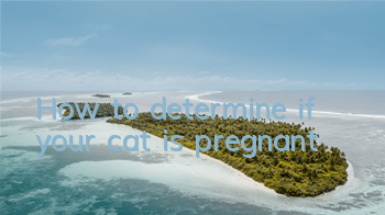 THow to determine if your cat is pregnant?