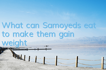 What can Samoyeds eat to make them gain weight?