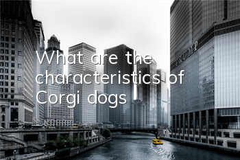 What are the characteristics of Corgi dogs?