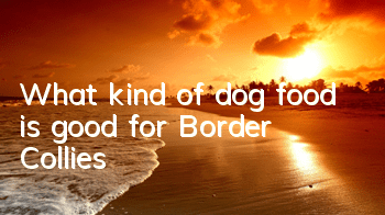 What kind of dog food is good for Border Collies?