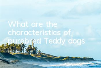What are the characteristics of purebred Teddy dogs?