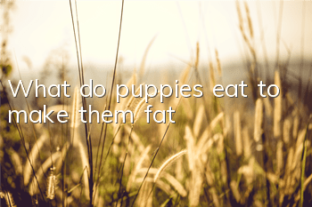 What do puppies eat to make them fat?