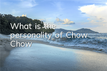 What is the personality of Chow Chow?