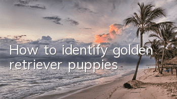 How to identify golden retriever puppies