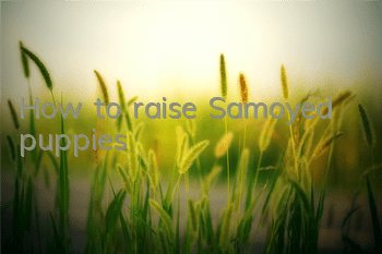 How to raise Samoyed puppies