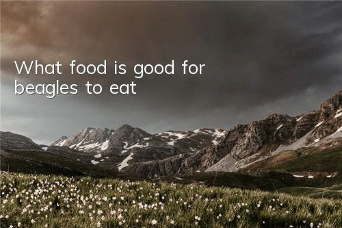 What food is good for beagles to eat?