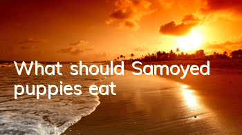 What should Samoyed puppies eat?