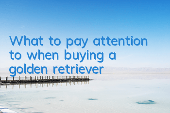 What to pay attention to when buying a golden retriever