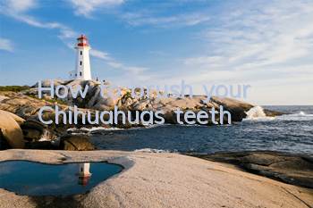 How to brush your Chihuahua’s teeth