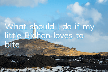 What should I do if my little Bichon loves to bite?