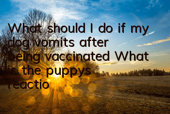 TWhat should I do if my dog ​​vomits after being vaccinated? What is the puppy’s reaction after being vaccinated!