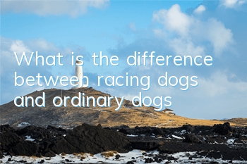 What is the difference between racing dogs and ordinary dogs?