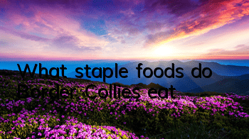 What staple foods do Border Collies eat?