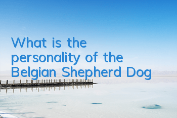 What is the personality of the Belgian Shepherd Dog?