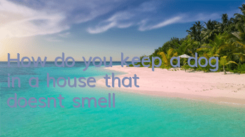 How do you keep a dog in a house that doesn’t smell?