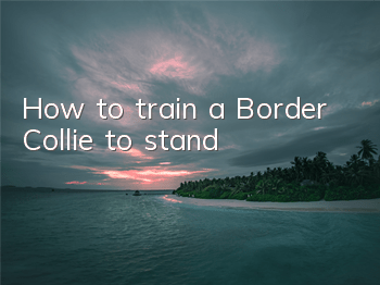 How to train a Border Collie to stand
