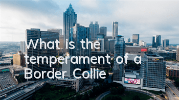 What is the temperament of a Border Collie?