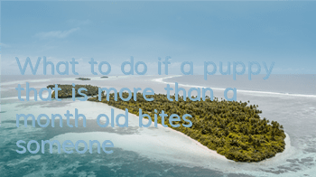 What to do if a puppy that is more than a month old bites someone